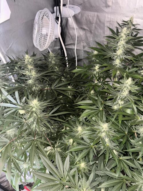 Tropicana poison 2 plants. Week 15