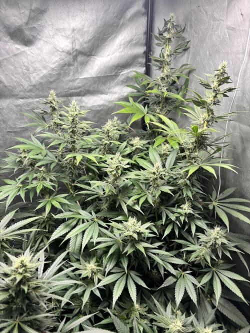Tropicana poison 2 plants. Week 15