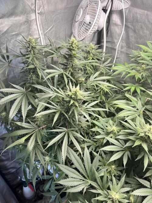Tropicana poison 2 plants. Week 15
