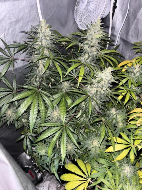 Tropicana poison 2 plants. Week 16