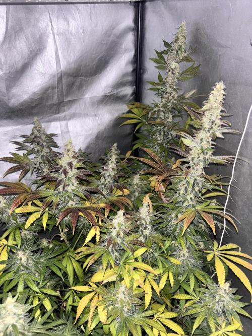 Tropicana poison 2 plants. Week 16