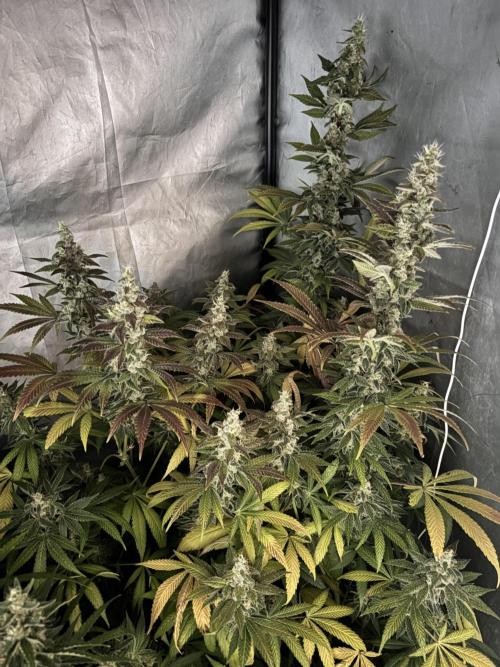 Tropicana poison 2 plants. Week 16