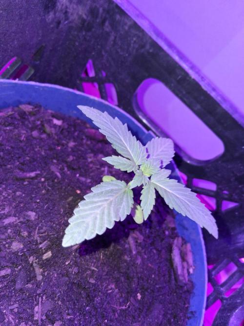 OG Kush. Week 3