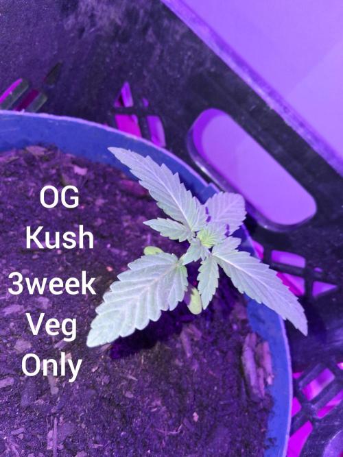 OG Kush. Week 3