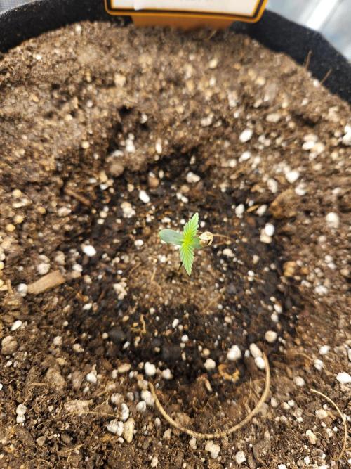 Sour Livers. Week 1 - Day 3 all good 