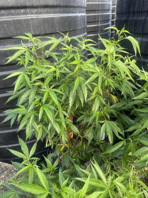 Outdoor grow. Week 1 - Permanent marker 1 week in flower 