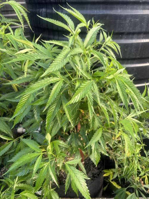 Outdoor grow. Week 1 - Planet bang bang 1 week flower