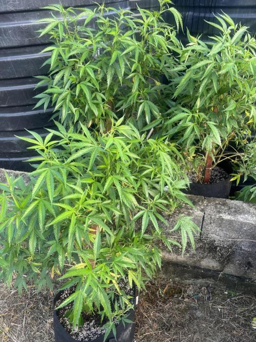 Outdoor grow. Week 1