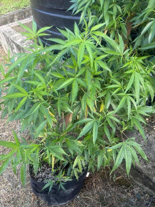 Outdoor grow. Week 1 - Blueberry bang bang 1 week flower