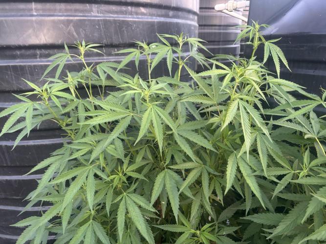 Outdoor grow. Week 1