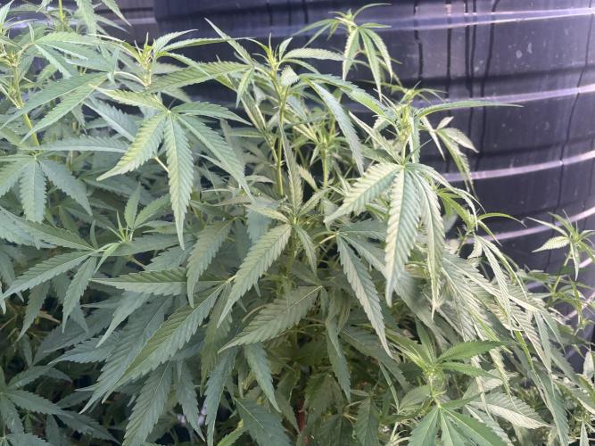 Outdoor grow. Week 1