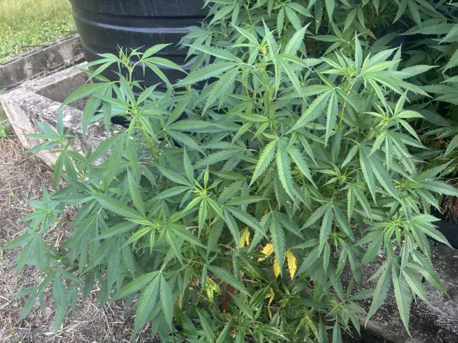 Outdoor grow. Week 1