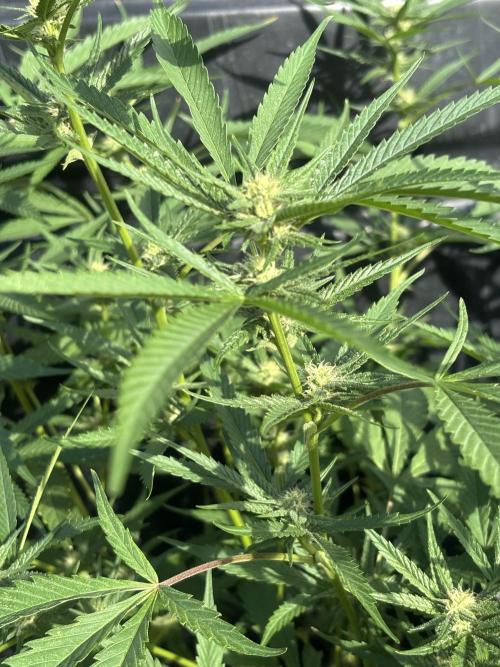 Outdoor grow. Week 2