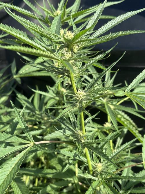 Outdoor grow. Week 2