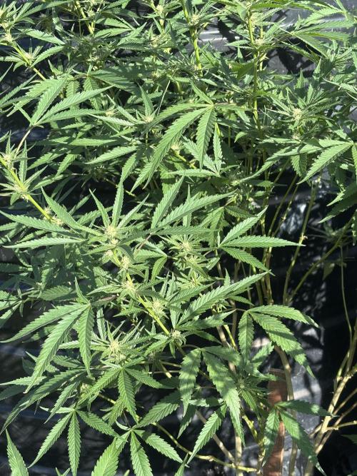 Outdoor grow. Week 2