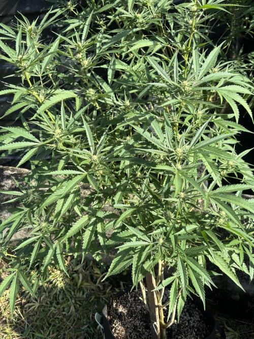 Outdoor grow. Week 2