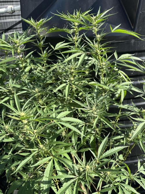 Outdoor grow. Week 2