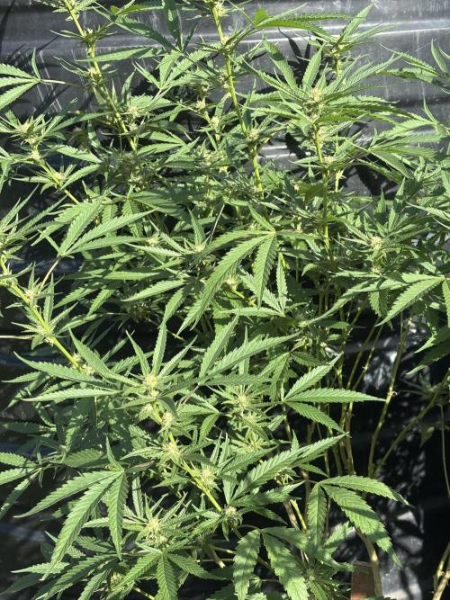 Outdoor grow. Week 2