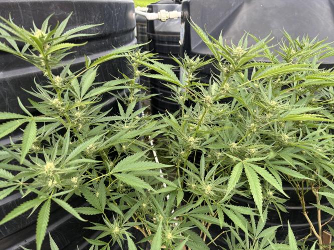 Outdoor grow. Week 3