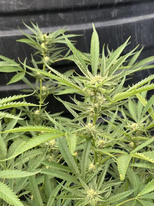 Outdoor grow. Week 3 - Permanent marker