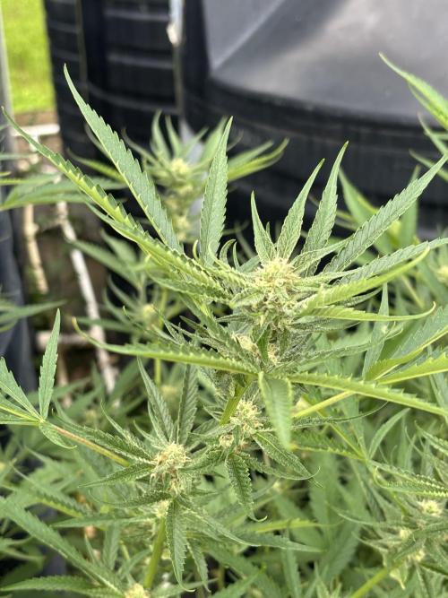 Outdoor grow. Week 3