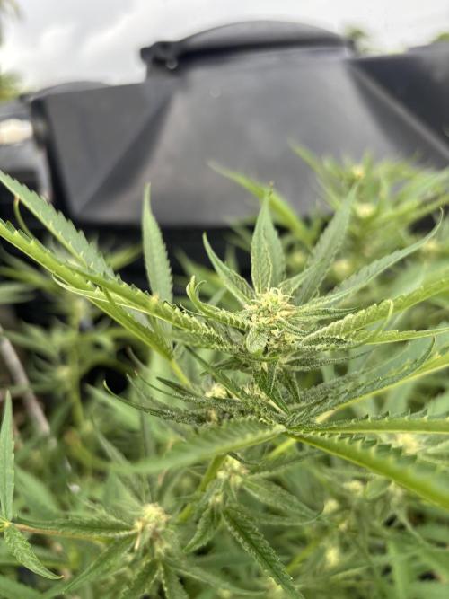 Outdoor grow. Week 3 - Planet bang bang 