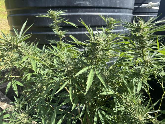 Outdoor grow. Week 4 - Permanent marker