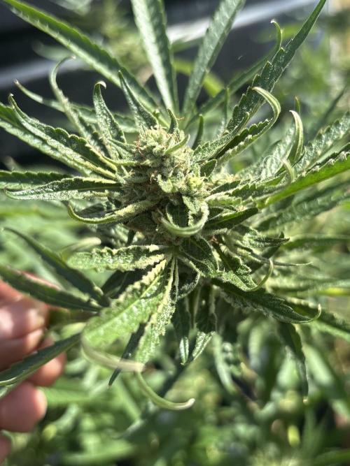 Outdoor grow. Week 4 - Planet bang bang 