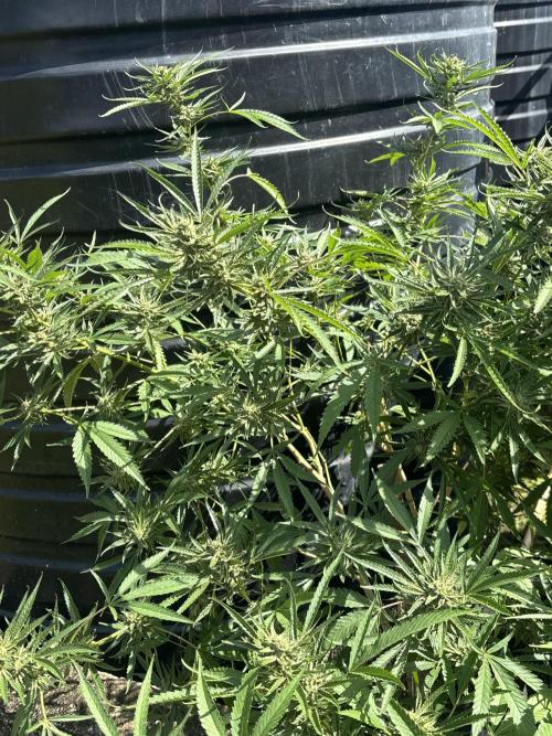 Outdoor grow. Week 4