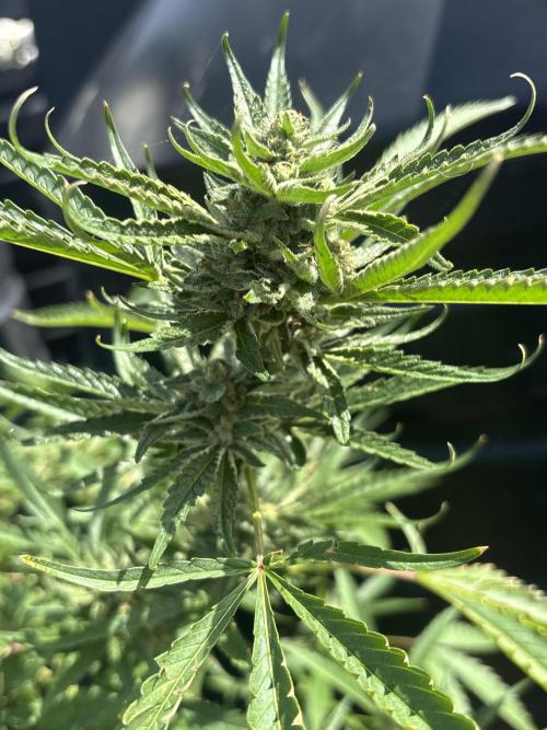 Outdoor grow. Week 4