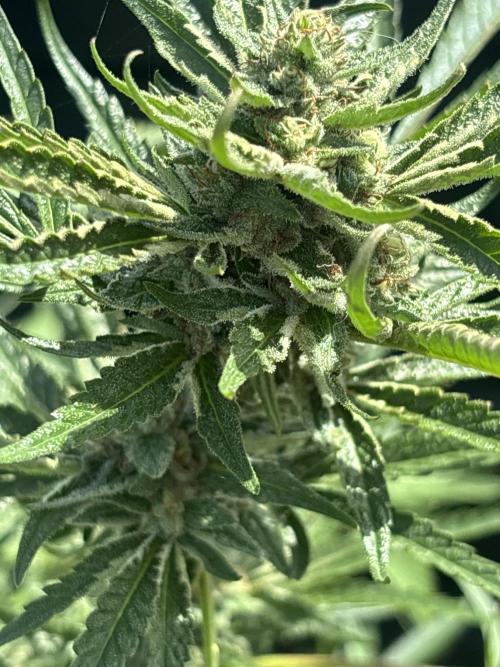 Outdoor grow. Week 4