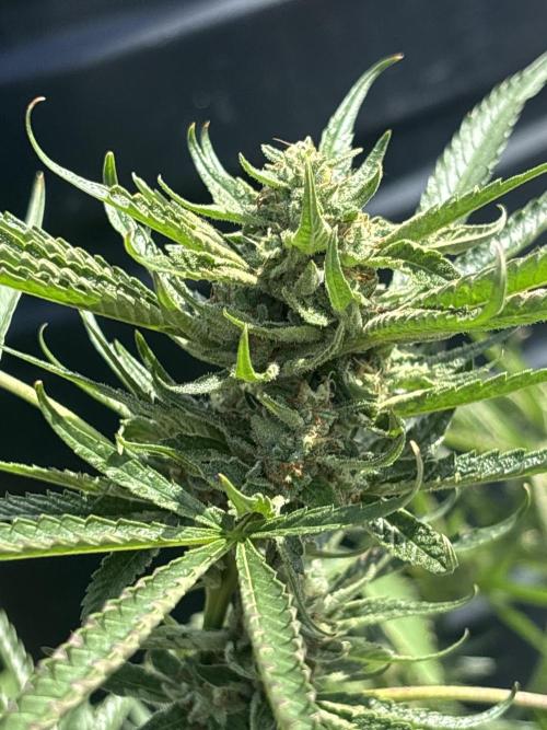 Outdoor grow. Week 4 - Planet bang bang