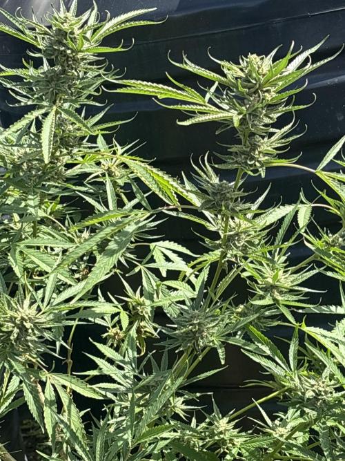 Outdoor grow. Week 4 - Planet bang bang 