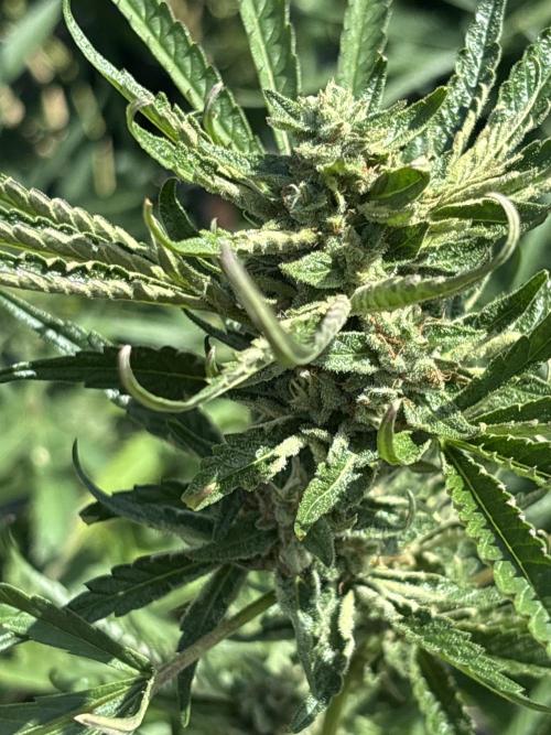 Outdoor grow. Week 4 - Blueberry bang bang 