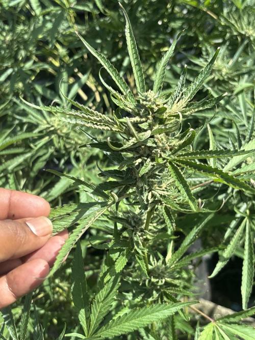 Outdoor grow. Week 4