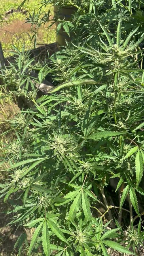 Outdoor grow