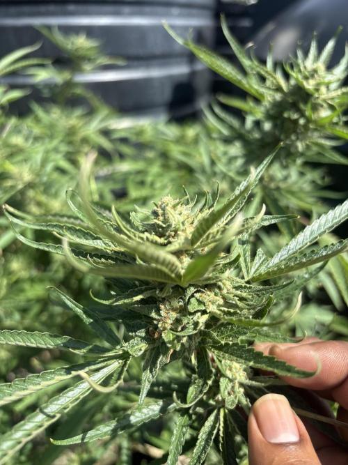 Outdoor grow. Week 4