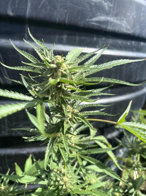 Outdoor grow. Week 5 - Permanent marker