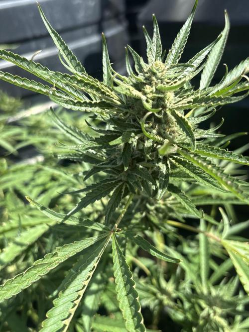 Outdoor grow. Week 5