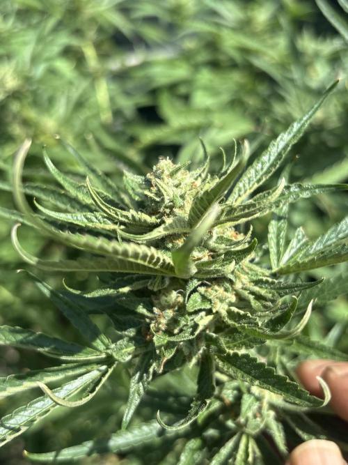 Outdoor grow. Week 5 - Planet bang bang 