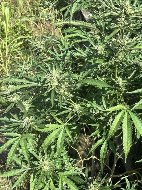 Outdoor grow. Week 5 - Blueberry bang bang 