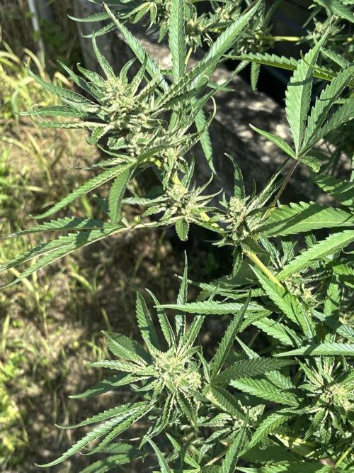 Outdoor grow. Week 5