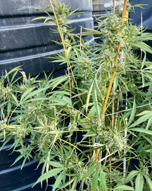 Outdoor grow. Week 6 - Permanent marker