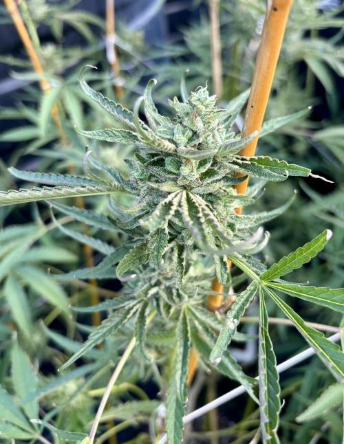 Outdoor grow. Week 6 - Permanent marker