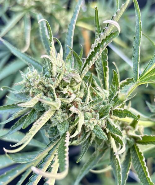 Outdoor grow. Week 6 - Permanent marker 