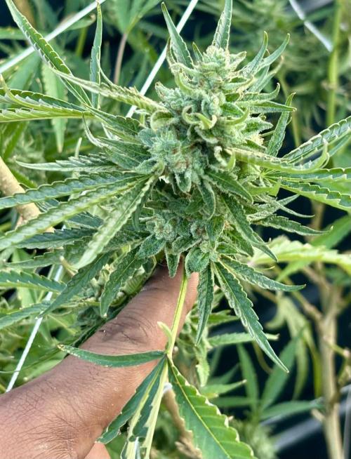 Outdoor grow. Week 6 - Planet bang bang 