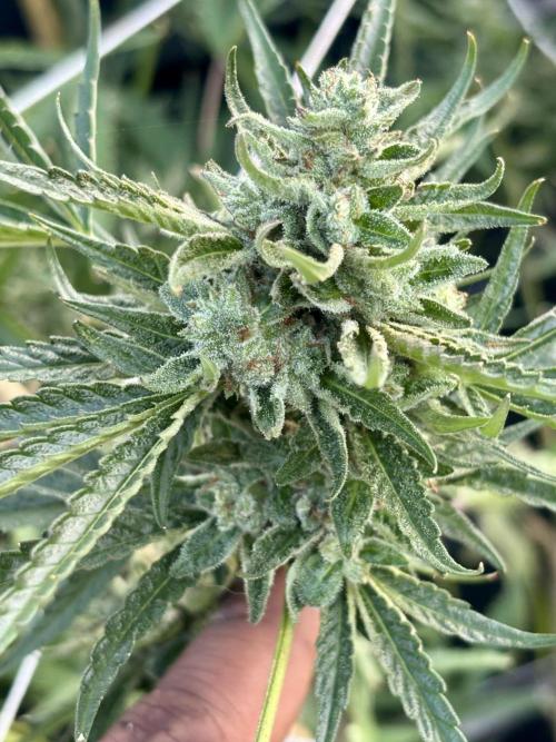 Outdoor grow. Week 6 - Planet bang bang 