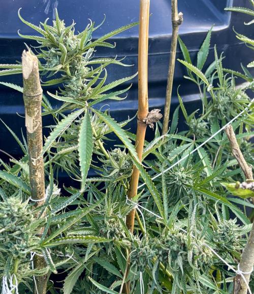 Outdoor grow. Week 6 - Planet bang bang 