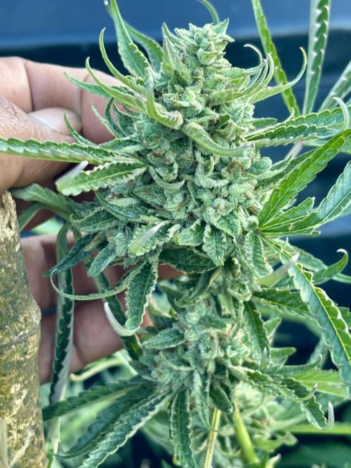 Outdoor grow. Week 6 - Planet bang bang 