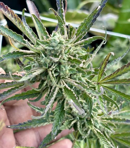 Outdoor grow. Week 6 - Blueberry bang bang 